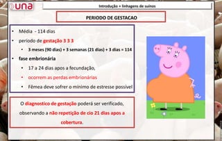 • Média - 114 dias
• período de gestação 3 3 3
• 3 meses (90 dias) + 3 semanas (21 dias) + 3 dias = 114
• fase embrionária
• 17 a 24 dias apos a fecundação,
• ocorrem as perdas embrionárias
• Fêmea deve sofrer o mínimo de estresse possível
Introdução + linhagens de suínos
PERIODO DE GESTACAO
O diagnostico de gestação poderá ser verificado,
observando a não repetição de cio 21 dias apos a
cobertura.
 