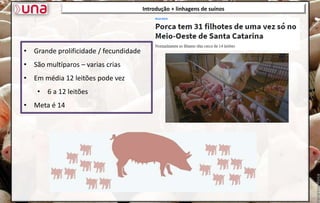 Introdução + linhagens de suínos
• Grande prolificidade / fecundidade
• São multíparos – varias crias
• Em média 12 leitões pode vez
• 6 a 12 leitões
• Meta é 14
 