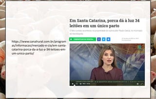 https://www.canalrural.com.br/program
as/informacao/mercado-e-cia/em-santa-
catarina-porca-da-a-luz-a-34-leitoes-em-
um-unico-parto/
 