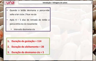 • Quando o leitão desmama a porca-mãe
volta a ter ciclar / ficar no cio
• Após 4 – 5 dias de retirada do leitão a
porca entra no cio novamente
• Intervalo desmame-cio
Introdução + linhagens de suínos
1. Duração da gestação = 114
2. Duração do aleitamento = 28
3. Duração do desmame-cio = 5
 