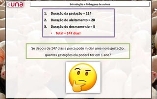 1. Duração da gestação = 114
2. Duração do aleitamento = 28
3. Duração do desmame-cio = 5
• Total = 147 dias!
Introdução + linhagens de suínos
Se depois de 147 dias a porca pode iniciar uma nova gestação,
quantas gestações ela poderá ter em 1 ano?
 