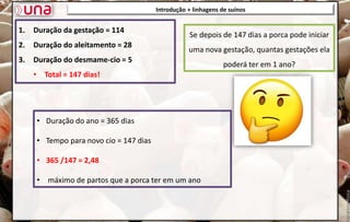 1. Duração da gestação = 114
2. Duração do aleitamento = 28
3. Duração do desmame-cio = 5
• Total = 147 dias!
Introdução + linhagens de suínos
Se depois de 147 dias a porca pode iniciar
uma nova gestação, quantas gestações ela
poderá ter em 1 ano?
• Duração do ano = 365 dias
• Tempo para novo cio = 147 dias
• 365 /147 = 2,48
• máximo de partos que a porca ter em um ano
 