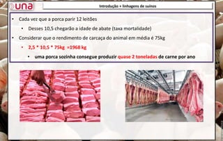 • Cada vez que a porca parir 12 leitões
• Desses 10,5 chegarão a idade de abate (taxa mortalidade)
• Considerar que o rendimento de carcaça do animal em média é 75kg
• 2,5 * 10,5 * 75kg =1968 kg
• uma porca sozinha consegue produzir quase 2 toneladas de carne por ano
Introdução + linhagens de suínos
 