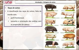 Introdução + linhagens de suínos
• Raças de suínos
• A classificação das raças de suínos, feita de
acordo com:
• perfil frontonasal,
• tamanho e orientação das orelhas com
as proporções da cabeça.
 