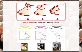 Tipos de orelhas: A – asiática; B – ibérica; C – céltica
 