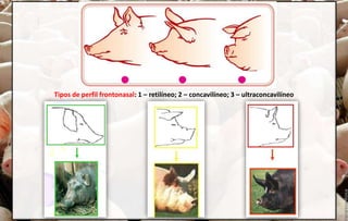Tipos de perfil frontonasal: 1 – retilíneo; 2 – concavilíneo; 3 – ultraconcavilíneo
 