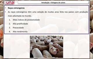 Introdução + linhagens de suínos
Introdução + linhagens de suínos
• Raças estrangeiras
• As raças estrangeiras têm uma seleção de muitos anos feita nos países com produção
mais adiantada no mundo.
1. Altos índices de produtividade
2. Alta prolificidade
3. Precocidade
4. Alto rendimento
 