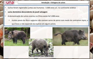 Introdução + linhagens de suínos
• Suínos foram registrados juntos aos humanos - 5.000 anos a.C. no continente asiático
• suíno doméstico descendente do javali selvagem
• A domesticação de suínos ocorreu na China existe há 5.000 anos
• muitos povos da Ásia e egípcios não comiam carne de porco com medo de contraírem lepra, o
que levou a não expansão da espécie em alguns países.
 
