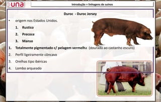 Introdução + linhagens de suínos
Duroc - Duroc Jersey
• origem nos Estados Unidos.
1. Rustico
2. Precoce
3. Manso
1. Totalmente pigmentado c/ pelagem vermelha (dourado ao castanho escuro)
2. Perfil ligeiramente côncavo
3. Orelhas tipo ibéricas
4. Lombo arqueado
 