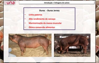 Introdução + linhagens de suínos
Duroc - Duroc Jersey
• Linha paterna
• Alto rendimento de carcaça
• Marmorização da massa muscular
• Ótima conversão alimentar
 