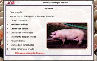 Landrance
• Dinarmaquês
• Introduzido no Brasil pelos holandeses e suecos
1. Cabeça comprida
2. Perfil concavilíneo
3. Orelha tipo céltica
4. Linha dorso lombar reta
5. Totalmente despigmentado
6. Pelagem branca
7. Mamas bem constituídas
8. Corpo comprido e enxuto
• Ótimo para produção de carnes
Introdução + linhagens de suínos
 