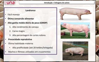 Landrance
• Fácil manejo
• Ótima conversão alimentar
• Alto ganho médio diário de peso (GMDP)
1. Alto rendimento de carcaça
2. Carne magra
3. Alta percentagem de cortes nobres
• Precocidade reprodutiva
• Ótima habilidade materna
• Alta prolificidade (até 20 leitões/leitegada)
• Machos e fêmeas utilizados em cruzamentos
Introdução + linhagens de suínos
 