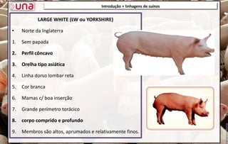 LARGE WHITE (LW ou YORKSHIRE)
• Norte da Inglaterra
1. Sem papada
2. Perfil côncavo
3. Orelha tipo asiática
4. Linha dorso lombar reta
5. Cor branca
6. Mamas c/ boa inserção
7. Grande perímetro torácico
8. corpo comprido e profundo
9. Membros são altos, aprumados e relativamente finos.
Introdução + linhagens de suínos
 