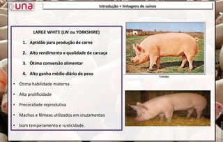 LARGE WHITE (LW ou YORKSHIRE)
1. Aptidão para produção de carne
2. Alto rendimento e qualidade de carcaça
3. Ótima conversão alimentar
4. Alto ganho médio diário de peso
• Ótima habilidade materna
• Alta prolificidade
• Precocidade reprodutiva
• Machos e fêmeas utilizados em cruzamentos
• bom temperamento e rusticidade.
Introdução + linhagens de suínos
 
