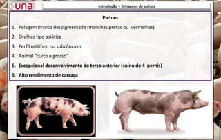 Pietran
1. Pelagem branca despigmentada (manchas pretas ou vermelhas)
2. Orelhas tipo asiática
3. Perfil retilíneo ou subcôncavo
4. Animal “curto e grosso”
5. Excepcional desenvolvimento do terço anterior (suíno de 4 pernis)
6. Alto rendimento de carcaça
Introdução + linhagens de suínos
 