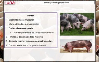 Introdução + linhagens de suínos
Pietran
• Excelente massa muscular
• Muito utilizada em cruzamentos
• Conhecida como 4 pernis
• Grande quantidade de carne nos dianteiros
1. Fêmeas c/ baixa habilidade materna
2. Somente machos em cruzamentos industriais
3. Comum a ocorrência do gene Halonato
 
