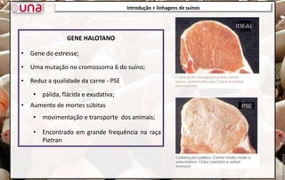 Introdução + linhagens de suínos
GENE HALOTANO
• Gene do estresse;
• Uma mutação no cromossoma 6 do suíno;
• Reduz a qualidade da carne - PSE
• pálida, flácida e exudativa;
• Aumento de mortes súbitas
• movimentação e transporte dos animais;
• Encontrado em grande frequência na raça
Pietran
 