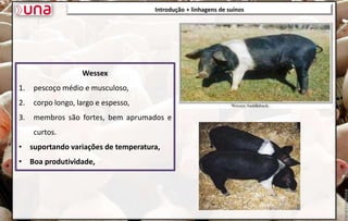 Wessex
1. pescoço médio e musculoso,
2. corpo longo, largo e espesso,
3. membros são fortes, bem aprumados e
curtos.
• suportando variações de temperatura,
• Boa produtividade,
Introdução + linhagens de suínos
 