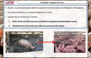 Introdução + linhagens de suínos
• Desde a sua domesticação sofreram grandes transformações morfológicas e fisiológicas,
• Em terras brasileiras, os suínos chegaram em 1532,
• A partir daí a suinocultura cresceu
1. Antes fonte de alimento para a família em pequenas propriedades rurais,
2. Atualmente é uma fonte de renda economicamente viável,
 