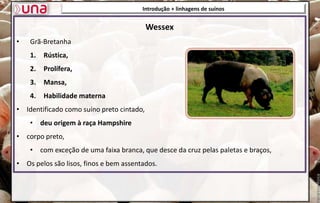 Wessex
• Grã-Bretanha
1. Rústica,
2. Prolífera,
3. Mansa,
4. Habilidade materna
• Identificado como suíno preto cintado,
• deu origem à raça Hampshire
• corpo preto,
• com exceção de uma faixa branca, que desce da cruz pelas paletas e braços,
• Os pelos são lisos, finos e bem assentados.
Introdução + linhagens de suínos
 