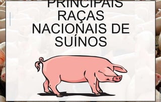 PRINCIPAIS
RAÇAS
NACIONAIS DE
SUÍNOS
 
