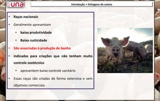 Introdução + linhagens de suínos
Introdução + linhagens de suínos
• Raças nacionais
• Geralmente apresentam
• baixa produtividade
• Baixa rusticidade
• São associadas à produção de banha
• indicadas para criações que não tenham muito
controle zootécnico
• apresentem baixo controle sanitário
• Essas raças são criadas de forma extensiva e sem
objetivos comerciais
 