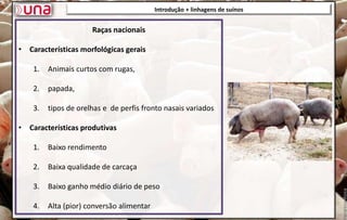 Introdução + linhagens de suínos
Introdução + linhagens de suínos
Raças nacionais
• Características morfológicas gerais
1. Animais curtos com rugas,
2. papada,
3. tipos de orelhas e de perfis fronto nasais variados
• Características produtivas
1. Baixo rendimento
2. Baixa qualidade de carcaça
3. Baixo ganho médio diário de peso
4. Alta (pior) conversão alimentar
 