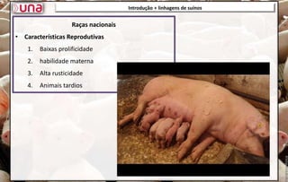 Introdução + linhagens de suínos
Introdução + linhagens de suínos
Raças nacionais
• Características Reprodutivas
1. Baixas prolificidade
2. habilidade materna
3. Alta rusticidade
4. Animais tardios
 