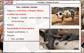 Introdução + linhagens de suínos
Introdução + linhagens de suínos
Piau – malhado / pintado
• Origem no sul de Goiás e Triângulo Mineiro,
• A melhor raça nacional.
1. Pelagem - manchas pretas e creme Orelhas
do tipo ibéricas
• Rústicos
• Boa produção de carne e gordura
• Razoável prolificidade - 9
• Precoces
• 7-9m com 80kG
 