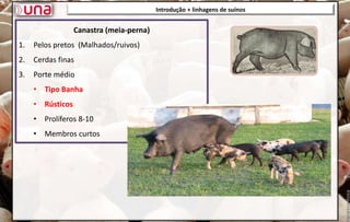 Introdução + linhagens de suínos
Introdução + linhagens de suínos
Canastra (meia-perna)
1. Pelos pretos (Malhados/ruivos)
2. Cerdas finas
3. Porte médio
• Tipo Banha
• Rústicos
• Prolíferos 8-10
• Membros curtos
 