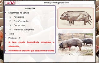 Introdução + linhagens de suínos
Introdução + linhagens de suínos
Canastrão
• Encontrado no Sertão
1. Pele grossa
2. Preta/vermelha
3. Cerdas ralas
4. Membros compridos
• Tardio
• Prolíferos - 9
• Já teve grande importância econômica e
alimentícia,
• atualmente é provável que esteja quase extinto
 