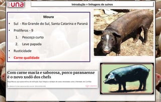 Introdução + linhagens de suínos
Introdução + linhagens de suínos
Moura
• Sul - Rio Grande do Sul, Santa Catarina e Paraná
• Prolíferos - 9
1. Pescoço curto
2. Leve papada
• Rusticidade
• Carne qualidade
 