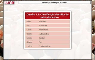 Introdução + linhagens de suínos
 