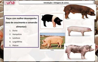 Introdução + linhagens de suínos
Raças com melhor desempenho
(taxa de crescimento e conversão
alimentar):
1. Duroc
2. Hampshire
3. Landrace
4. LargeWhite
5. Pietran
 