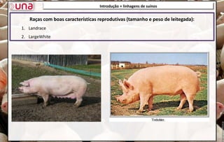 Introdução + linhagens de suínos
Raças com boas características reprodutivas (tamanho e peso de leitegada):
1. Landrace
2. LargeWhite
 