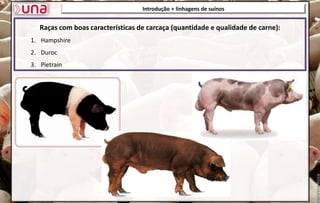 Introdução + linhagens de suínos
Raças com boas características de carcaça (quantidade e qualidade de carne):
1. Hampshire
2. Duroc
3. Pietrain
 