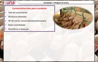 Introdução + linhagens de suínos
Características boas para o produtor
• Taxa de crescimento
• Eficiência alimentar
• Nº de suínos comercializados/porca/ano
• Baixa mortalidade
• Resistência à doenças
 