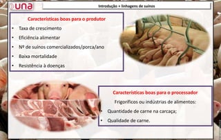 Introdução + linhagens de suínos
Características boas para o produtor
• Taxa de crescimento
• Eficiência alimentar
• Nº de suínos comercializados/porca/ano
• Baixa mortalidade
• Resistência à doenças
Características boas para o processador
Frigoríficos ou indústrias de alimentos:
• Quantidade de carne na carcaça;
• Qualidade de carne.
 
