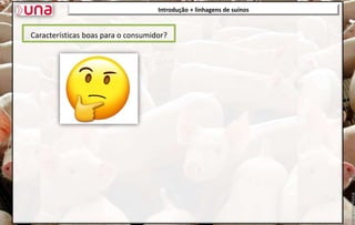 Introdução + linhagens de suínos
Características boas para o consumidor?
 