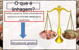 O que é
linhagem?
Famílias ou grupos de animais selecionados para
expressarem de forma mais intensa alguma
características
Alto potencial genético
 