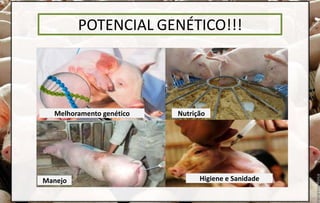 POTENCIAL GENÉTICO!!!
Melhoramento genético Nutrição
Manejo Higiene e Sanidade
 