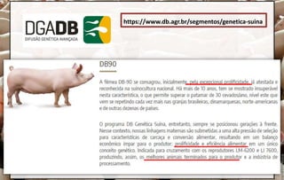 https://www.db.agr.br/segmentos/genetica-suina
 