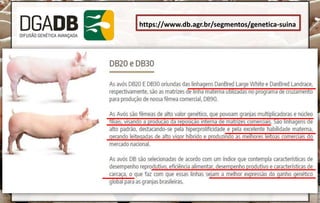 https://www.db.agr.br/segmentos/genetica-suina
 