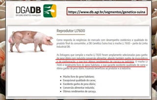 https://www.db.agr.br/segmentos/genetica-suina
 
