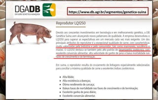 https://www.db.agr.br/segmentos/genetica-suina
 