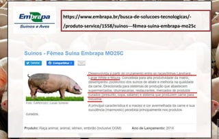 https://www.embrapa.br/busca-de-solucoes-tecnologicas/-
/produto-servico/1558/suinos---fêmea-suina-embrapa-mo25c
 
