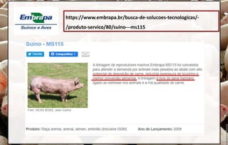 https://www.embrapa.br/busca-de-solucoes-tecnologicas/-
/produto-servico/80/suino---ms115
 