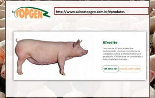 http://www.suinostopgen.com.br/#produtos
 