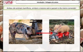 Introdução + linhagens de suínos
Ambos são animais mamíferos, emitem o mesmo som e passam o dia inteiro comendo!
 