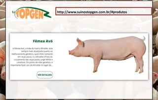 http://www.suinostopgen.com.br/#produtos
 